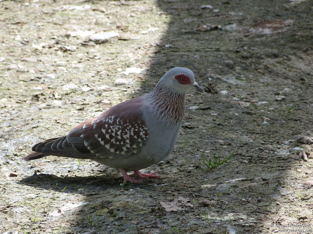 Speckled Pigeon