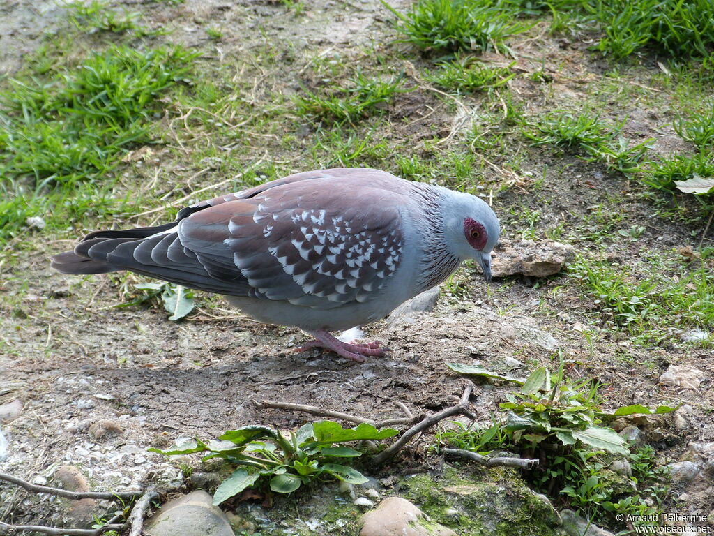 Pigeon roussard