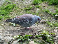 Pigeon roussard