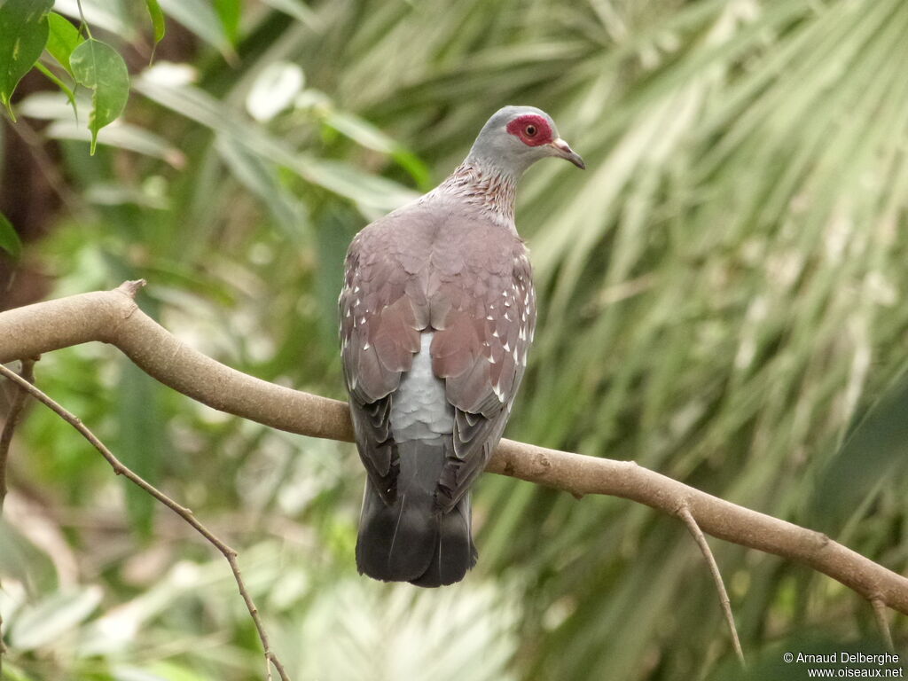 Speckled Pigeon