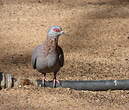 Pigeon roussard