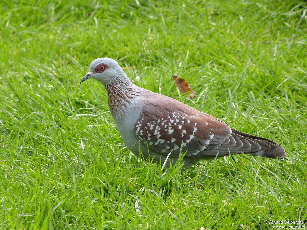 Pigeon roussard