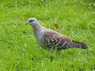 Pigeon roussard