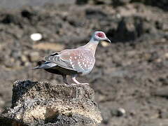 Speckled Pigeon