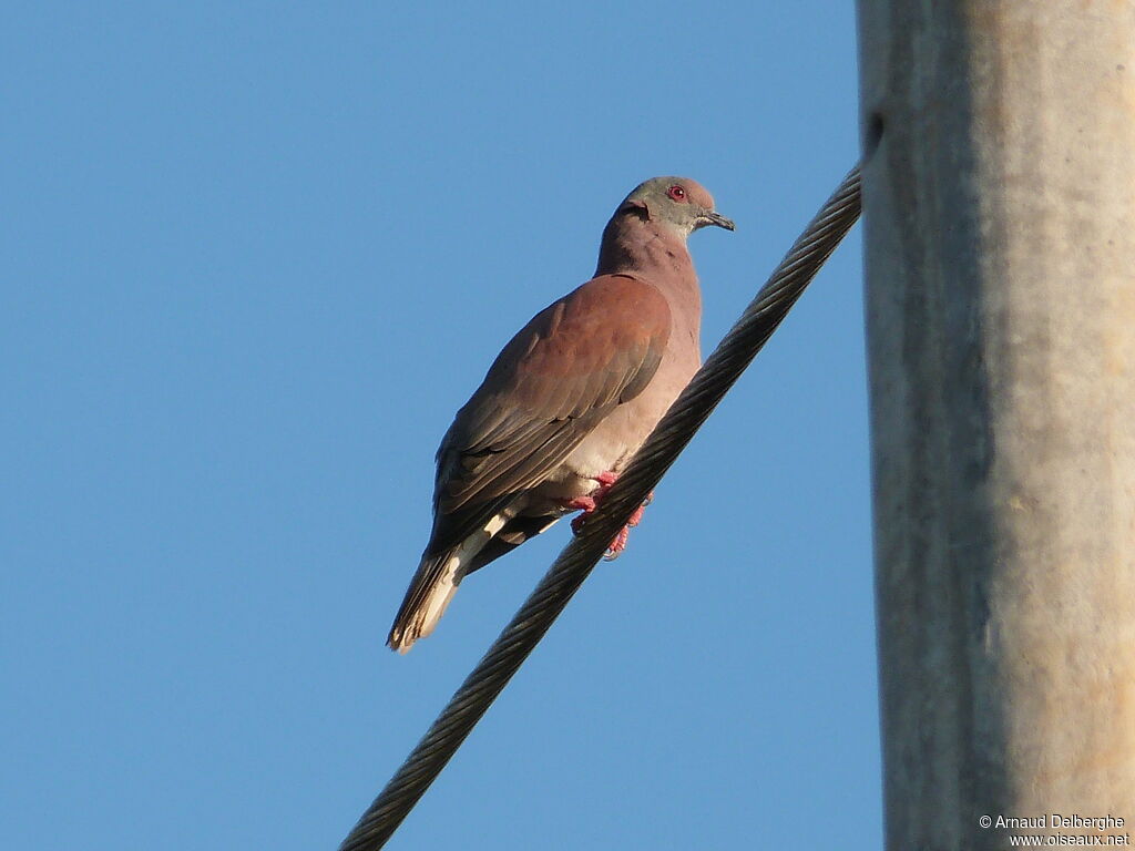 Pale-vented Pigeon