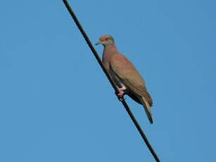 Pigeon rousset