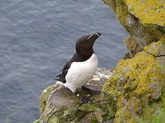 Razorbill