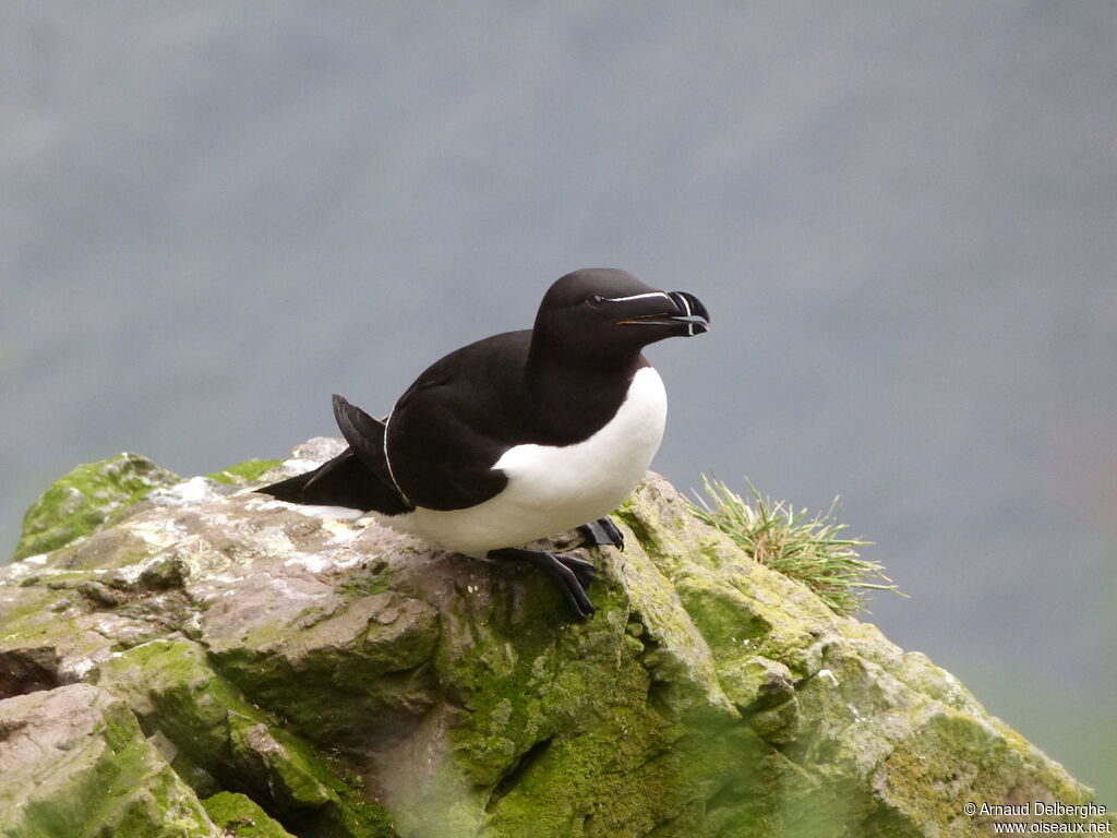 Razorbill