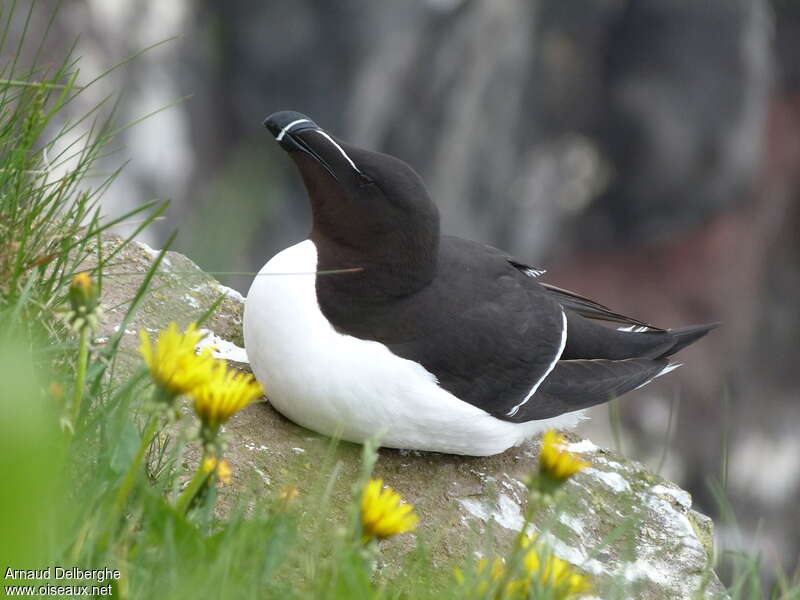 Pingouin tordaadulte nuptial, habitat, Comportement