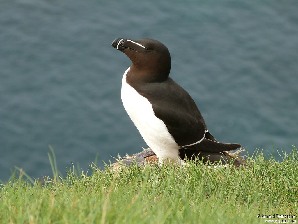 Razorbill