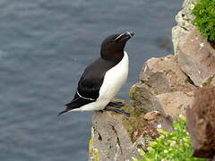 Razorbill