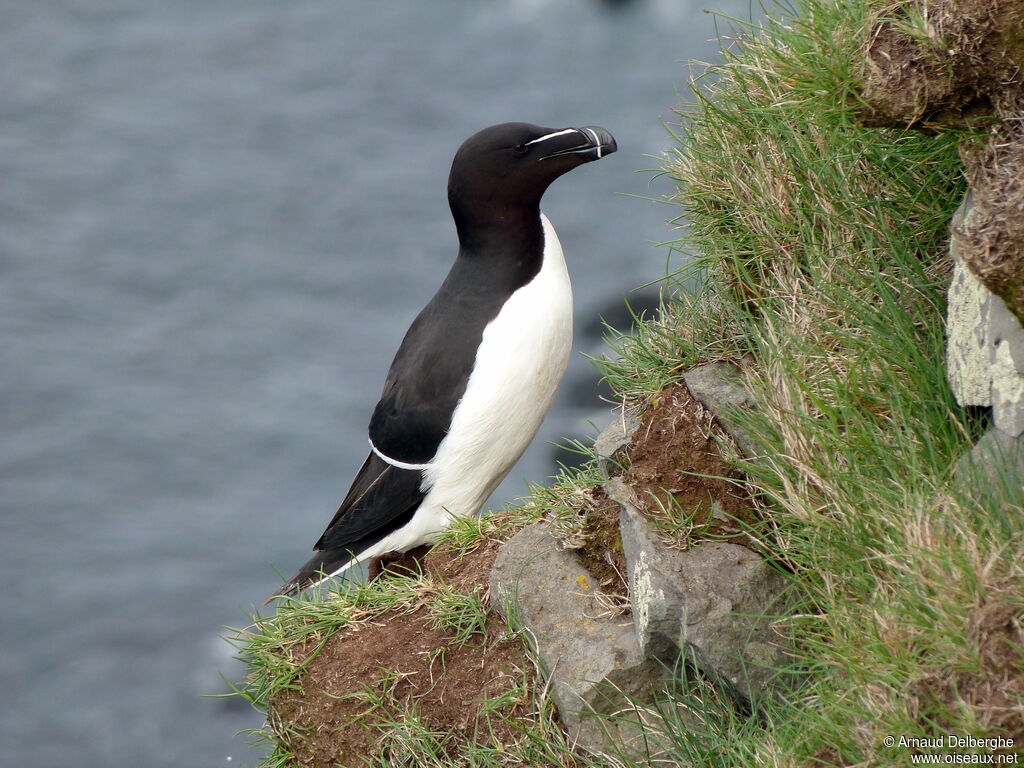 Razorbill