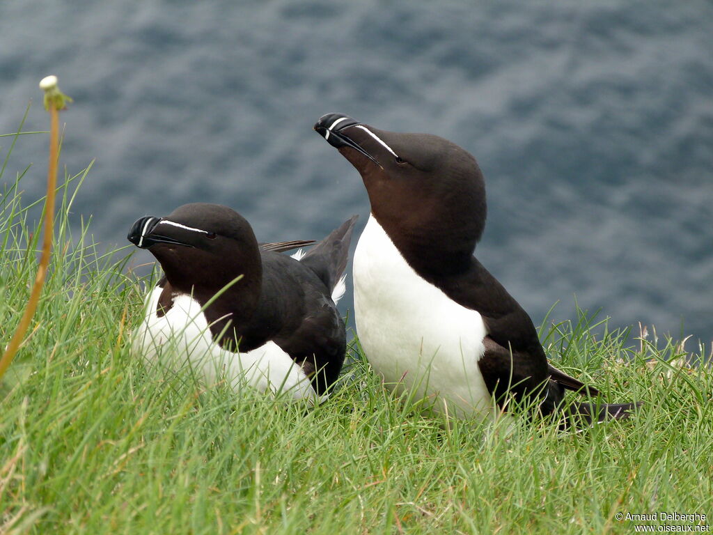 Razorbill