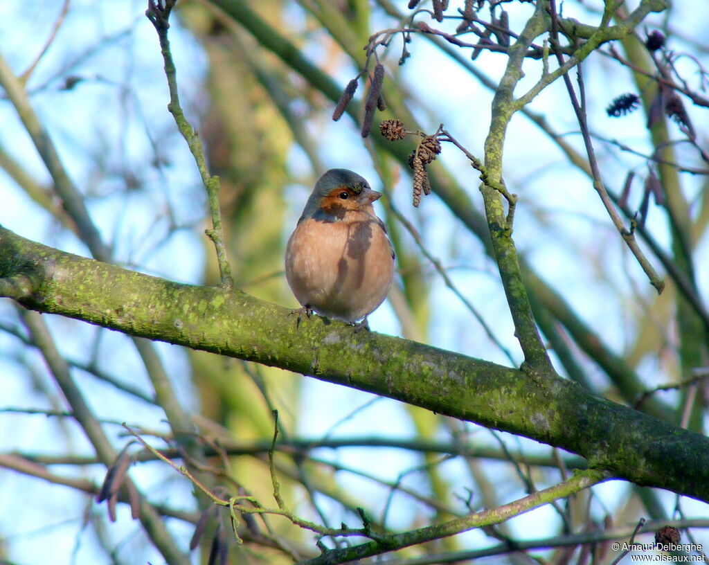 Common Chaffinch