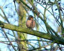 Common Chaffinch