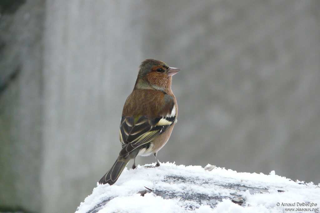 Eurasian Chaffinch