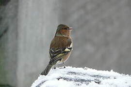 Common Chaffinch