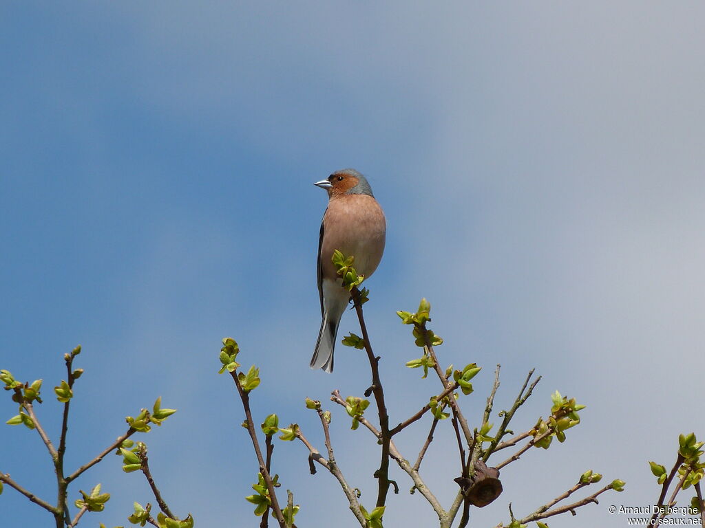 Common Chaffinch