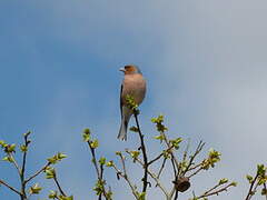 Eurasian Chaffinch