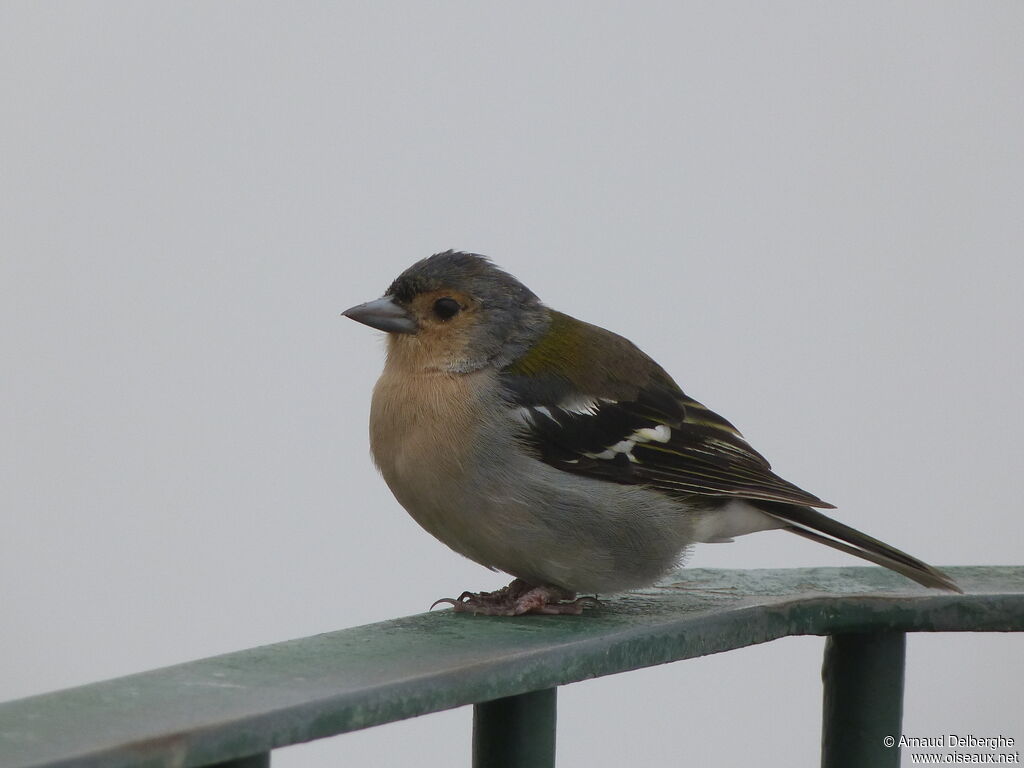 Common Chaffinch