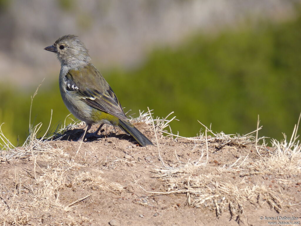 Common Chaffinch