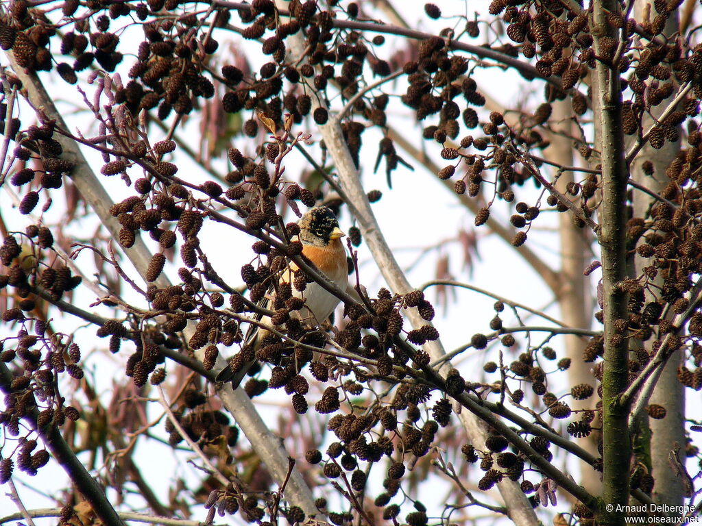 Brambling