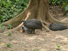 Helmeted Guineafowl