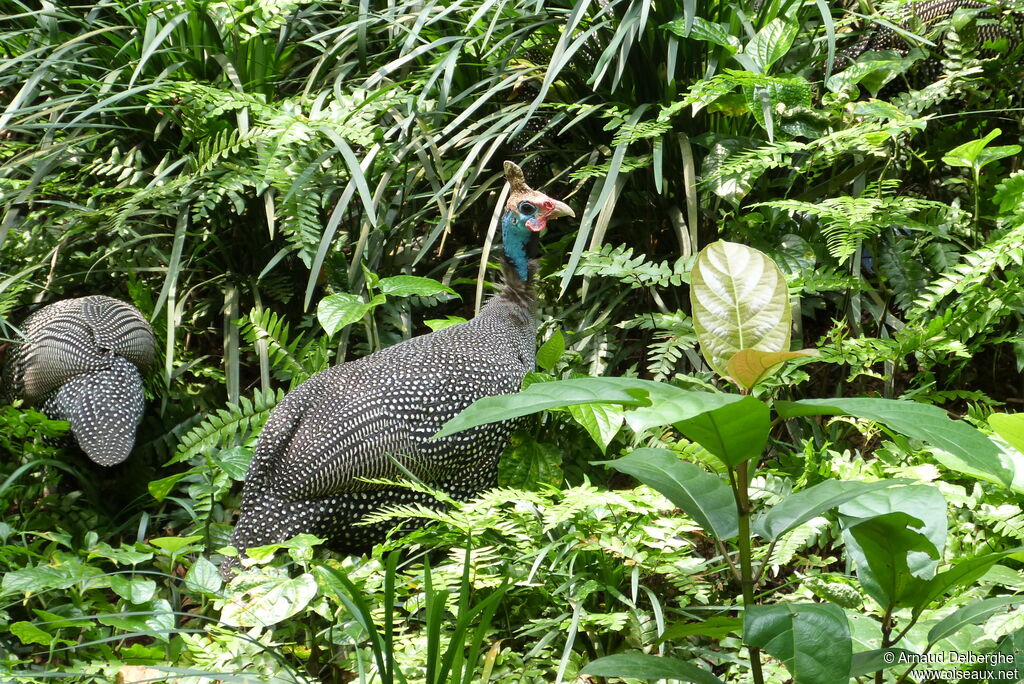 Helmeted Guineafowl