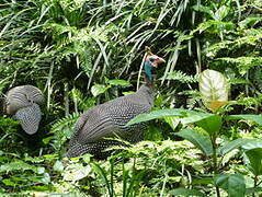 Helmeted Guineafowl