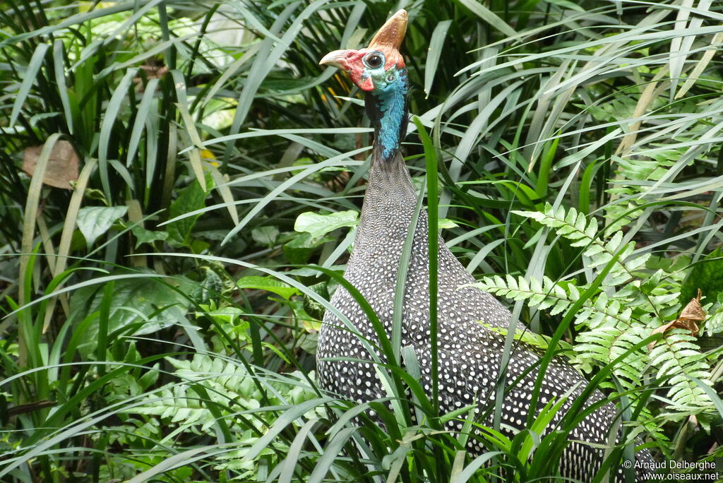 Helmeted Guineafowl