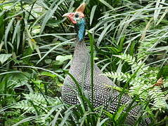 Helmeted Guineafowl