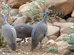 Helmeted Guineafowl