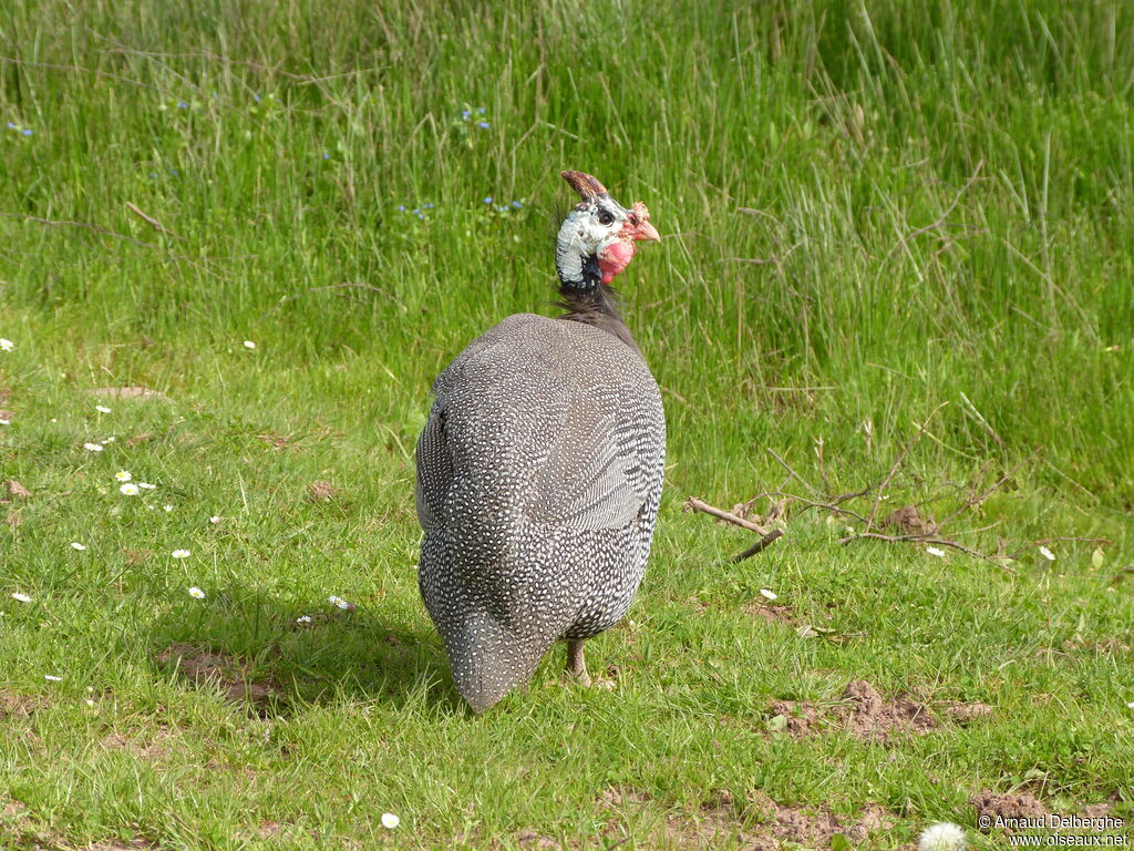 Helmeted Guineafowl