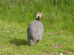 Helmeted Guineafowl