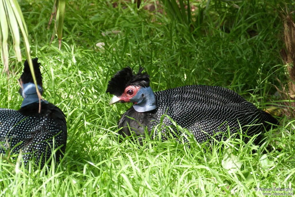 Crested Guineafowl