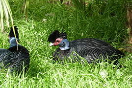 Crested Guineafowl