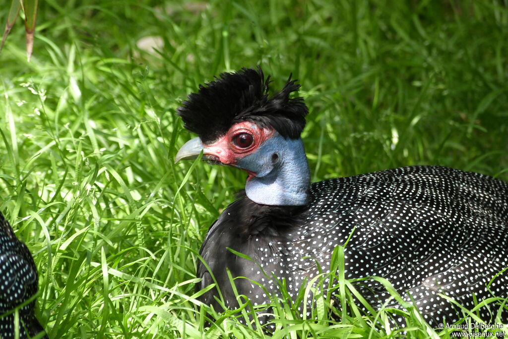 Crested Guineafowl