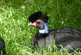 Eastern Crested Guineafowl