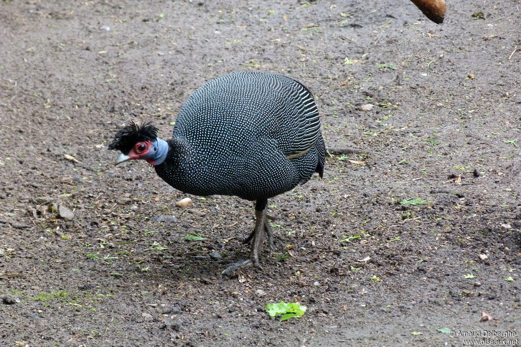 Crested Guineafowl