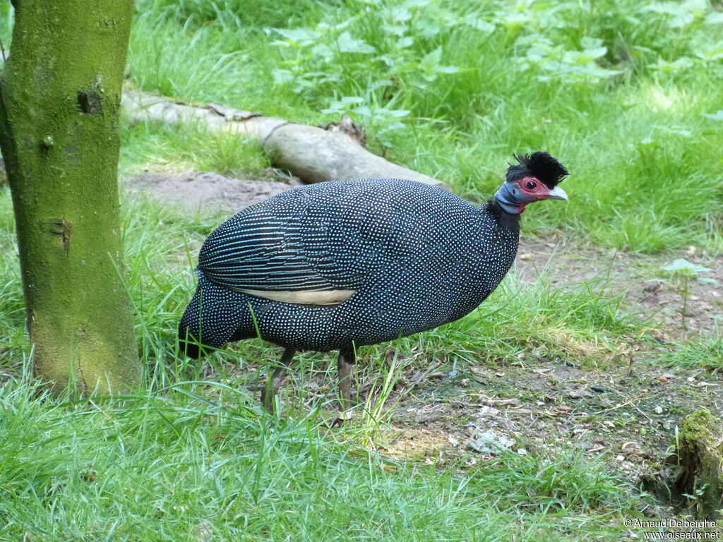 Eastern Crested Guineafowl