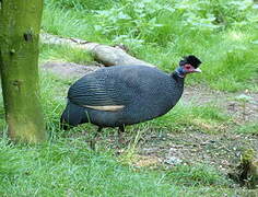 Crested Guineafowl