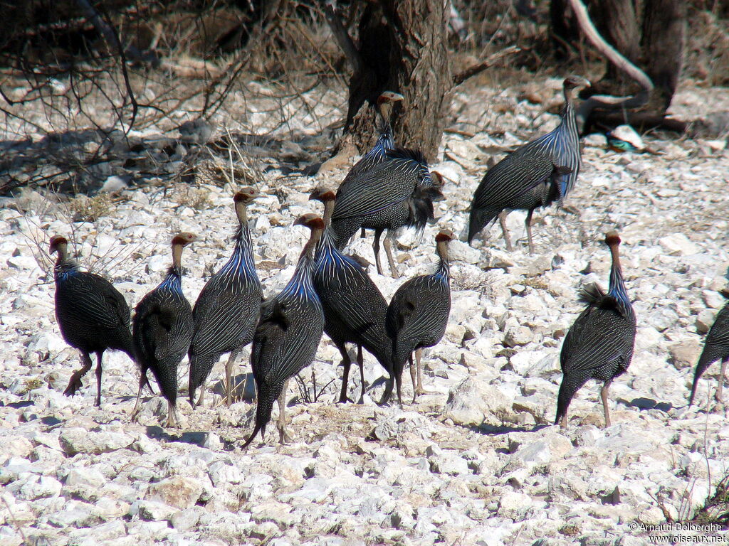 Vulturine Guineafowl