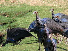 Vulturine Guineafowl