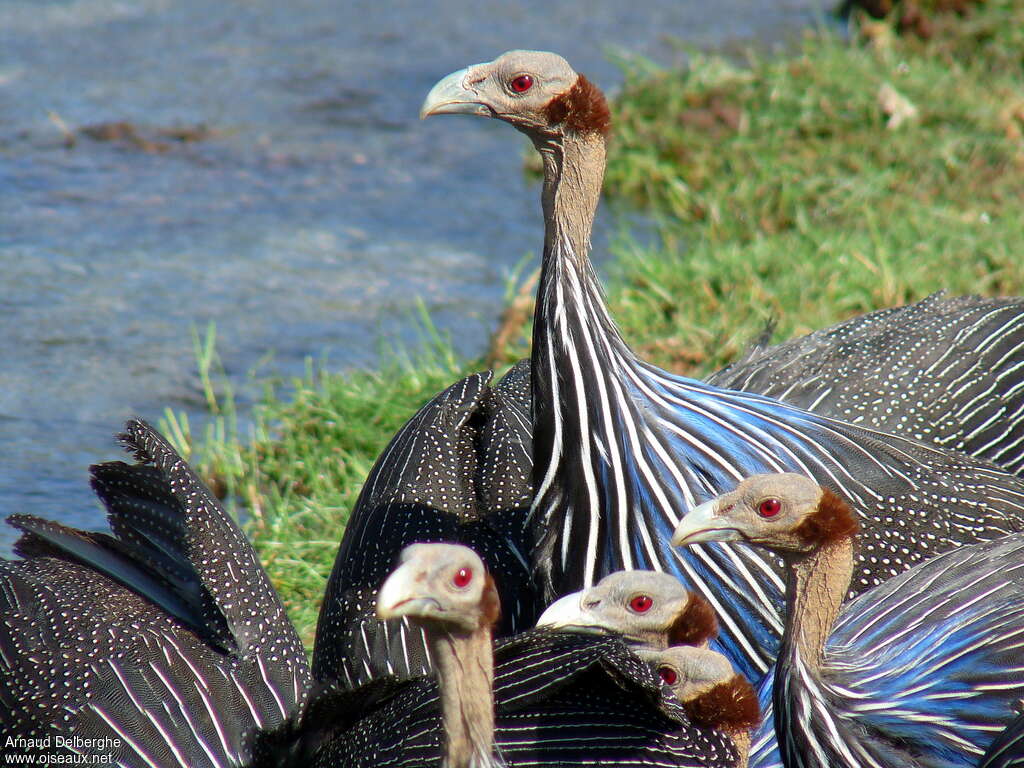 Vulturine Guineafowladult, close-up portrait