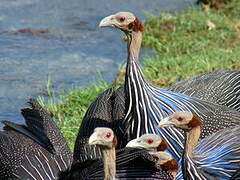 Vulturine Guineafowl