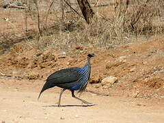 Vulturine Guineafowl