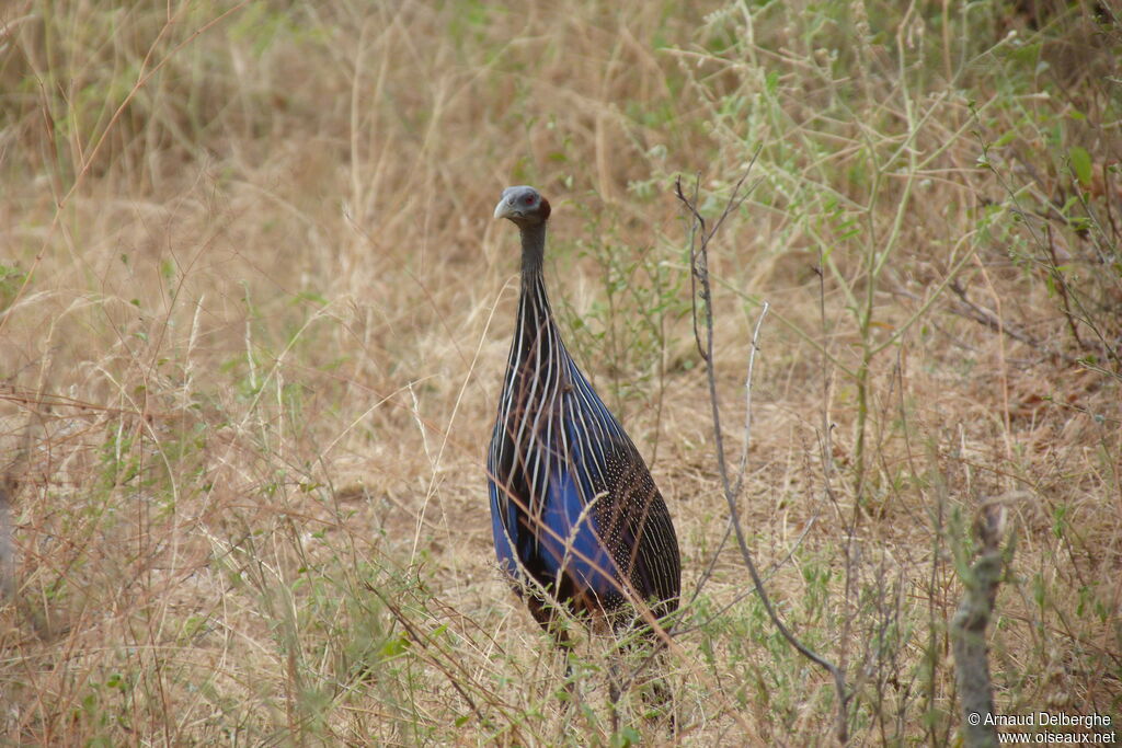 Vulturine Guineafowl