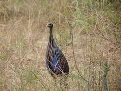 Vulturine Guineafowl