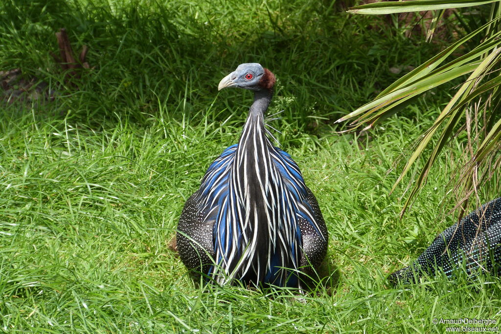 Vulturine Guineafowl