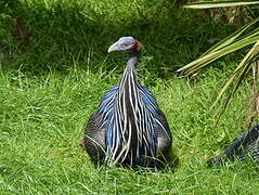 Vulturine Guineafowl